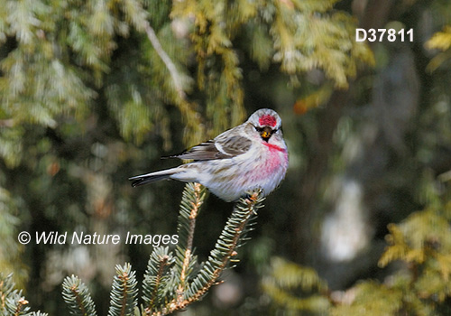 Common Redpoll (Acanthis flammea)